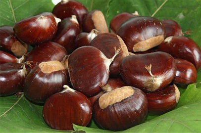 板栗.jpg